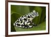 Tiger Tree Frog, Ecuador-Pete Oxford-Framed Photographic Print