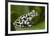 Tiger Tree Frog, Ecuador-Pete Oxford-Framed Photographic Print