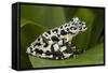 Tiger Tree Frog, Ecuador-Pete Oxford-Framed Stretched Canvas