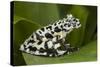 Tiger Tree Frog, Ecuador-Pete Oxford-Stretched Canvas