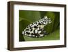 Tiger Tree Frog, Ecuador-Pete Oxford-Framed Photographic Print