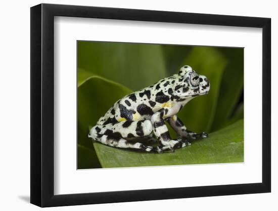 Tiger Tree Frog, Ecuador-Pete Oxford-Framed Photographic Print