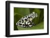 Tiger Tree Frog, Ecuador-Pete Oxford-Framed Photographic Print