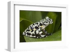 Tiger Tree Frog, Ecuador-Pete Oxford-Framed Photographic Print