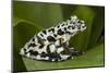 Tiger Tree Frog, Ecuador-Pete Oxford-Mounted Photographic Print