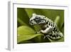 Tiger Tree Frog, Ecuador-Pete Oxford-Framed Photographic Print