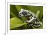 Tiger Tree Frog, Ecuador-Pete Oxford-Framed Photographic Print