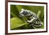 Tiger Tree Frog, Ecuador-Pete Oxford-Framed Photographic Print