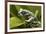 Tiger Tree Frog, Ecuador-Pete Oxford-Framed Photographic Print