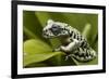 Tiger Tree Frog, Ecuador-Pete Oxford-Framed Photographic Print