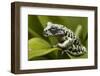 Tiger Tree Frog, Ecuador-Pete Oxford-Framed Photographic Print