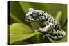 Tiger Tree Frog, Ecuador-Pete Oxford-Stretched Canvas