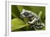 Tiger Tree Frog, Ecuador-Pete Oxford-Framed Photographic Print