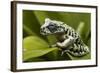 Tiger Tree Frog, Ecuador-Pete Oxford-Framed Photographic Print