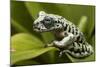 Tiger Tree Frog, Ecuador-Pete Oxford-Mounted Photographic Print