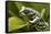 Tiger Tree Frog, Ecuador-Pete Oxford-Framed Stretched Canvas