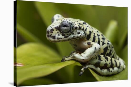 Tiger Tree Frog, Ecuador-Pete Oxford-Stretched Canvas