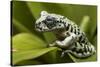 Tiger Tree Frog, Ecuador-Pete Oxford-Stretched Canvas