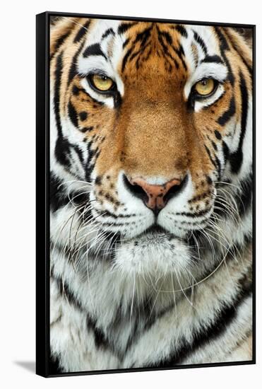 Tiger Up Close-Lantern Press-Framed Stretched Canvas