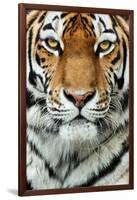 Tiger Up Close-Lantern Press-Framed Art Print