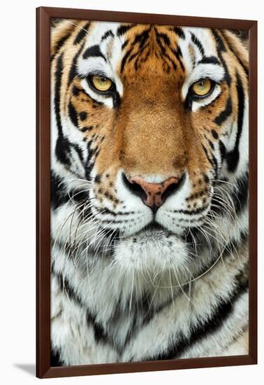 Tiger Up Close-Lantern Press-Framed Art Print