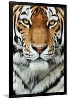 Tiger Up Close-Lantern Press-Framed Art Print