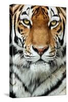 Tiger Up Close-Lantern Press-Stretched Canvas