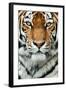 Tiger Up Close-Lantern Press-Framed Art Print