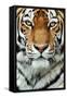 Tiger Up Close-Lantern Press-Framed Stretched Canvas