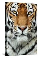 Tiger Up Close-Lantern Press-Stretched Canvas