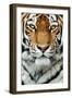 Tiger Up Close-Lantern Press-Framed Art Print