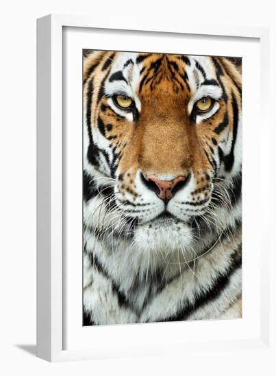 Tiger Up Close-Lantern Press-Framed Art Print