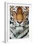 Tiger Up Close-Lantern Press-Framed Art Print