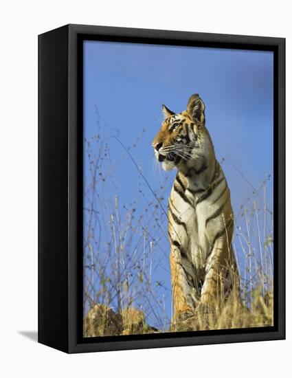 Tiger, Viewed from Below, Bandhavgarh National Park, India-Tony Heald-Framed Stretched Canvas