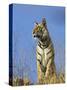 Tiger, Viewed from Below, Bandhavgarh National Park, India-Tony Heald-Stretched Canvas