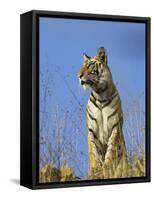 Tiger, Viewed from Below, Bandhavgarh National Park, India-Tony Heald-Framed Stretched Canvas