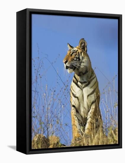 Tiger, Viewed from Below, Bandhavgarh National Park, India-Tony Heald-Framed Stretched Canvas