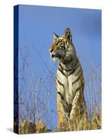 Tiger, Viewed from Below, Bandhavgarh National Park, India-Tony Heald-Stretched Canvas