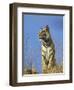 Tiger, Viewed from Below, Bandhavgarh National Park, India-Tony Heald-Framed Premium Photographic Print