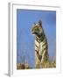 Tiger, Viewed from Below, Bandhavgarh National Park, India-Tony Heald-Framed Photographic Print