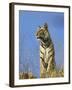 Tiger, Viewed from Below, Bandhavgarh National Park, India-Tony Heald-Framed Photographic Print