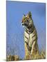 Tiger, Viewed from Below, Bandhavgarh National Park, India-Tony Heald-Mounted Photographic Print