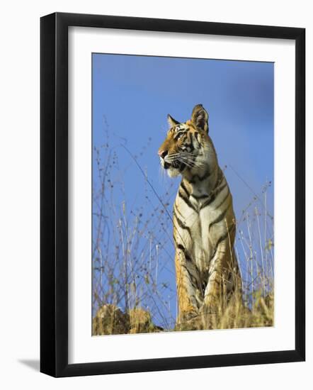 Tiger, Viewed from Below, Bandhavgarh National Park, India-Tony Heald-Framed Photographic Print