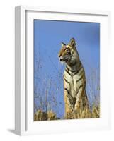 Tiger, Viewed from Below, Bandhavgarh National Park, India-Tony Heald-Framed Photographic Print