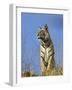 Tiger, Viewed from Below, Bandhavgarh National Park, India-Tony Heald-Framed Photographic Print