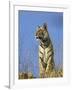 Tiger, Viewed from Below, Bandhavgarh National Park, India-Tony Heald-Framed Photographic Print