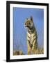 Tiger, Viewed from Below, Bandhavgarh National Park, India-Tony Heald-Framed Photographic Print