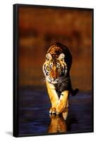 Tiger Walking-null-Framed Poster