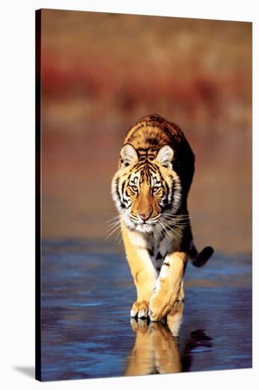 Tiger Walking-null-Stretched Canvas