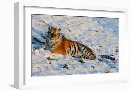 Tiger Watching in the Snow-Martin Fowkes-Framed Giclee Print